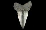 Fossil Mako Shark Tooth - South Carolina #128765-1